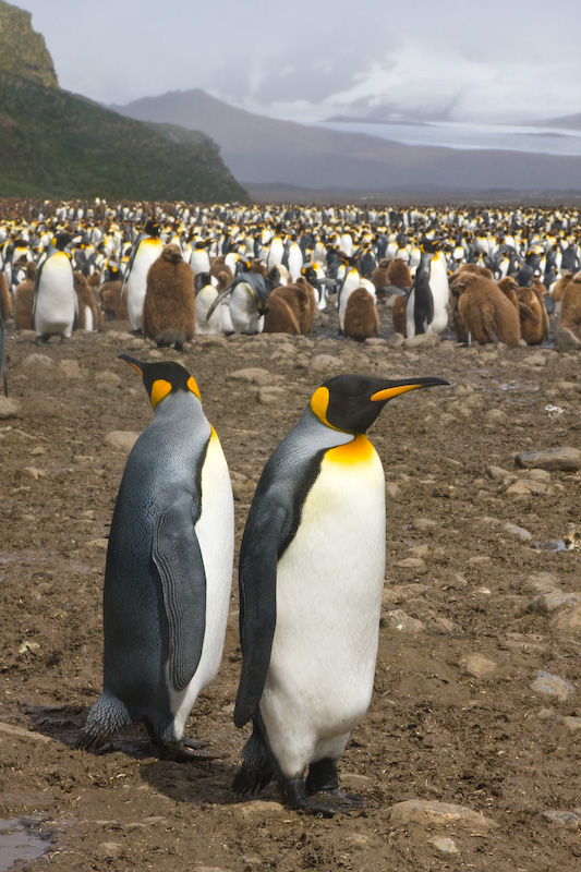 King Penguins